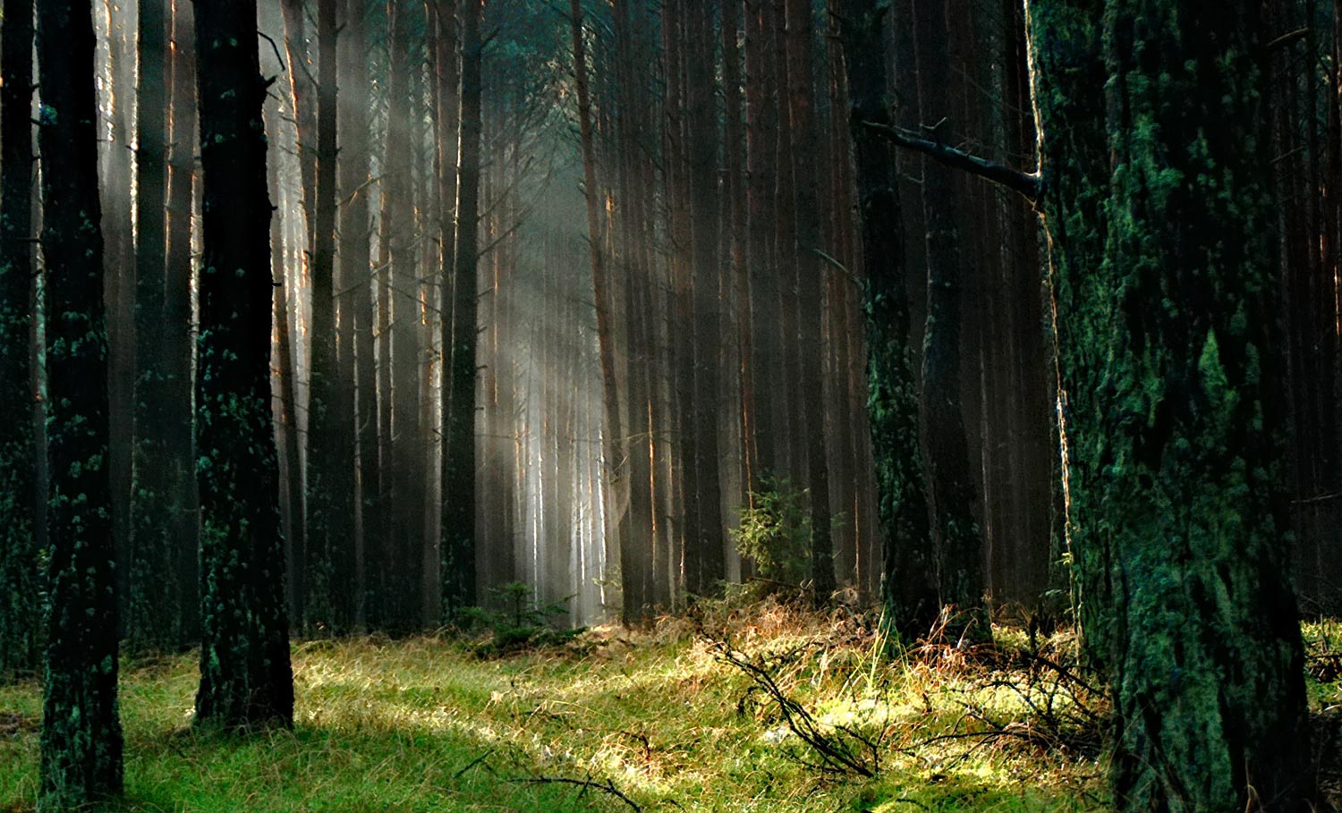 Forest