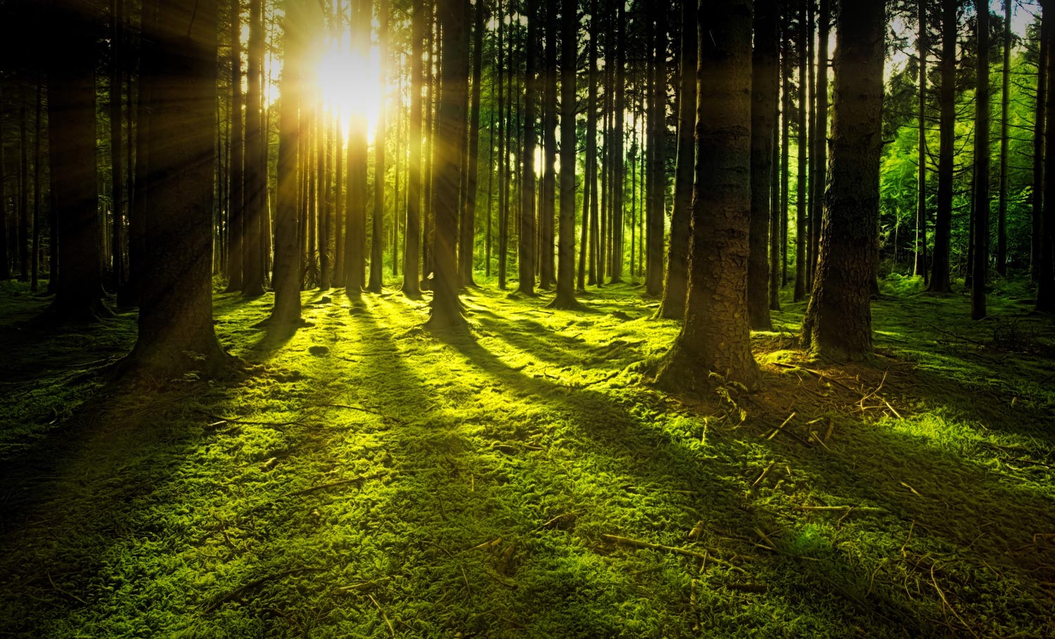 Forest